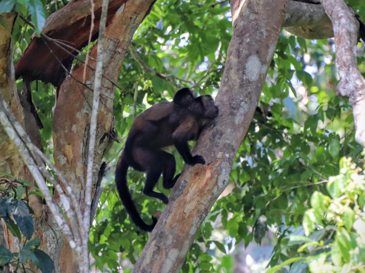 Capuchin Monkeys in Tree on photo safari with Treehouse Lodge Amazon Rainforest Peru 4