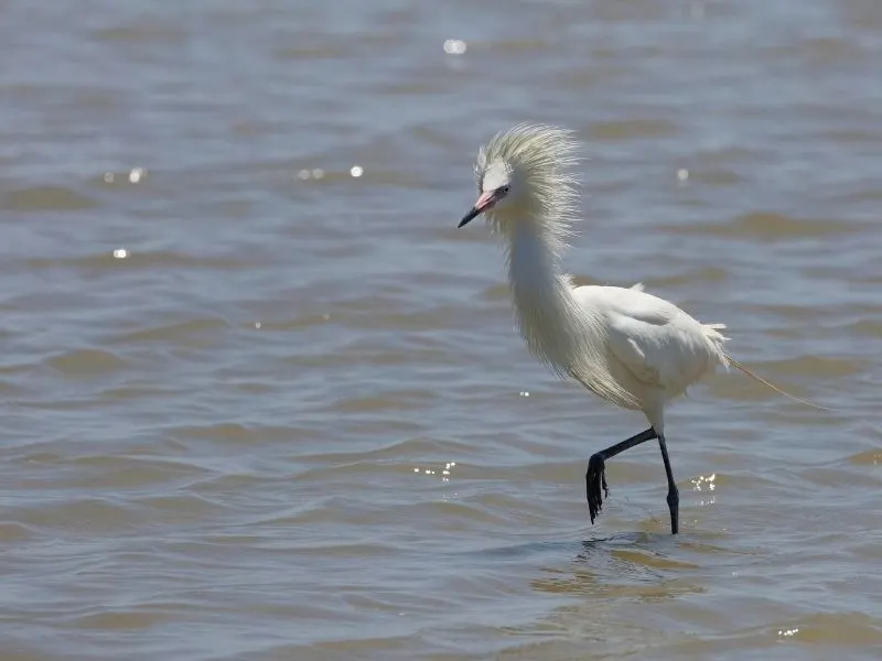 Cattle-Egret-in-Galveston-Bay-Estuary-Texas