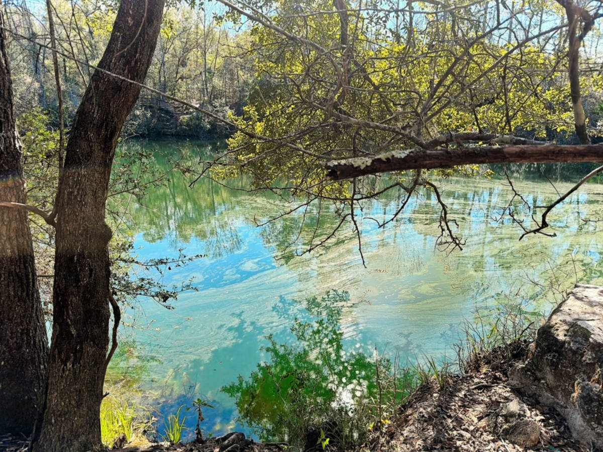 Cherokee Sink Trail Pond at Wakulla Springs State Park Tallahassee Florida 1