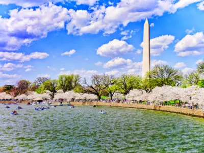 Cherry Blossoms and Washington Monument Washington DC NPS - Carol Highsmith