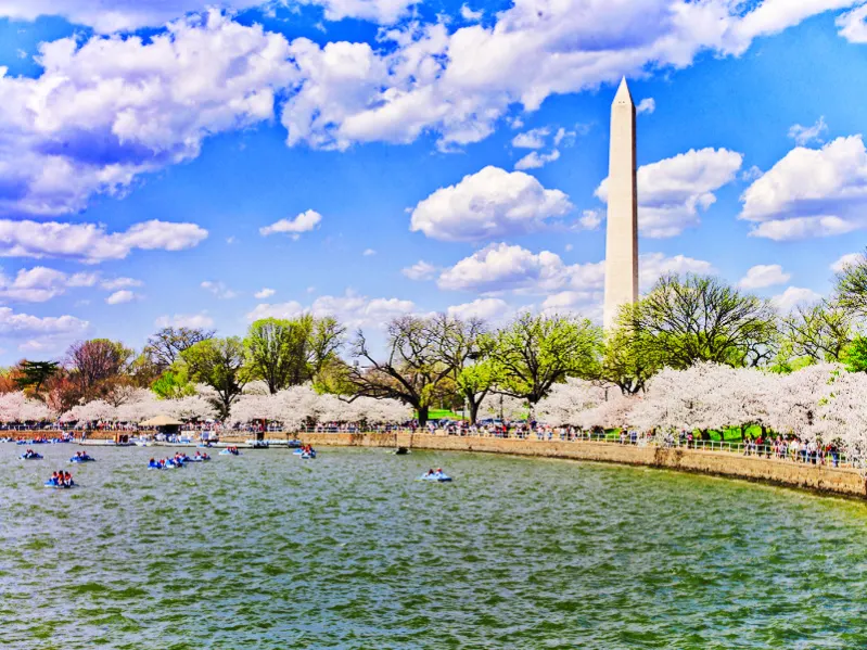 Cherry Blossoms and Washington Monument Washington DC NPS - Carol Highsmith