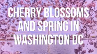 Washington DC is beautiful in the spring with more than 3000 cherry trees in bloom, the National Cherry Blossom Festival, and more happening.Have you been to Washington DC for the Cherry Blossom Festival or any of the other spring events? We dig into the famous blossoms of the Tidal Basin, other places to see cherry blossoms around Washington DC, and some surprising events open to the public.