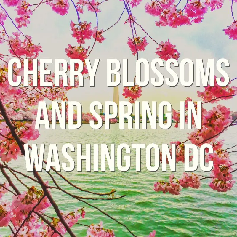 Washington DC is beautiful in the spring with more than 3000 cherry trees in bloom, the National Cherry Blossom Festival, and more happening.Have you been to Washington DC for the Cherry Blossom Festival or any of the other spring events? We dig into the famous blossoms of the Tidal Basin, other places to see cherry blossoms around Washington DC, and some surprising events open to the public.