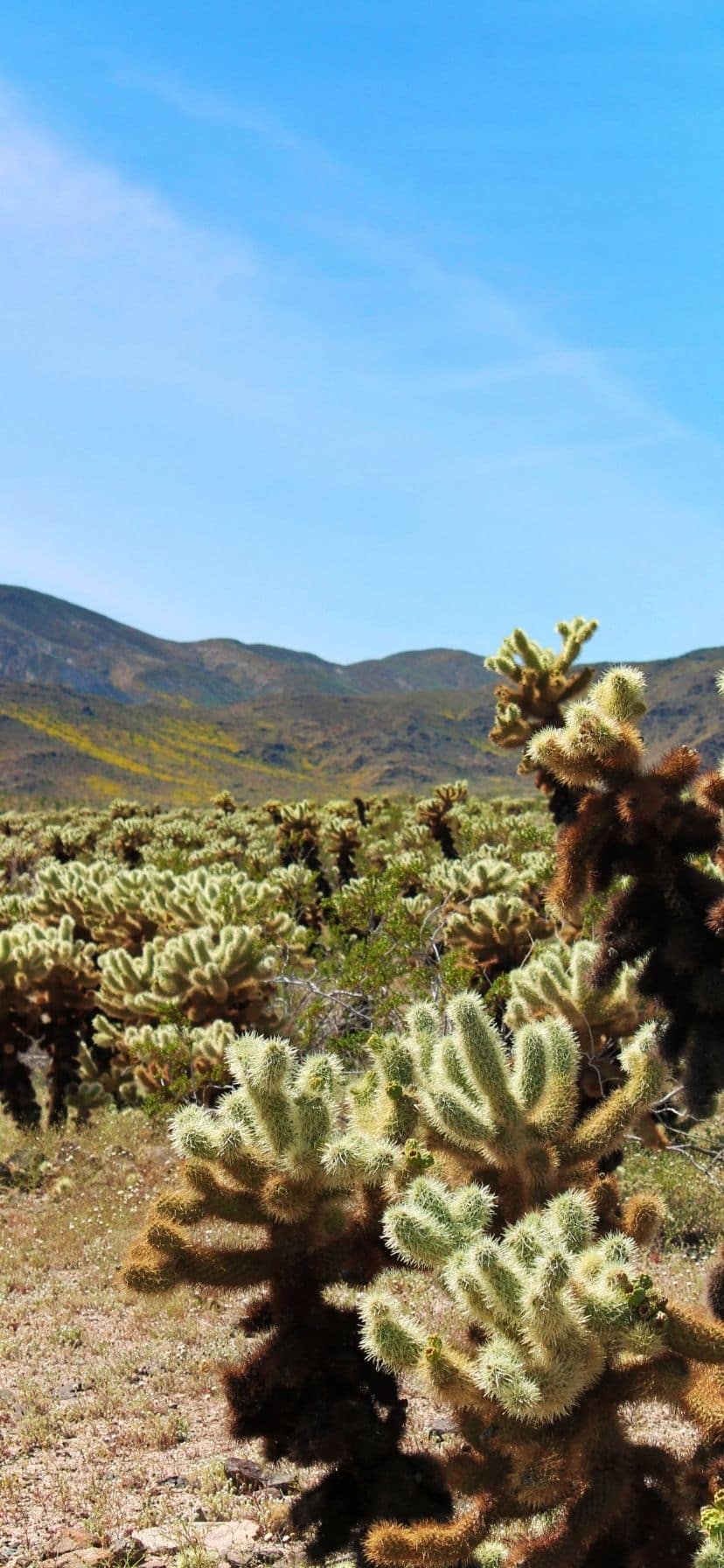 Cholla Cactus at Joshua Tree National Park Super Bloom