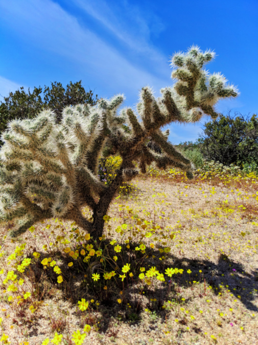 Cholla Cactus in Superbloom Joshua Tree National Park California 1