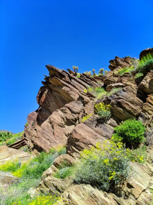 Cholla Cactus on canyon wall at Andreas Canyon Indian Canyons Palm Springs California 3