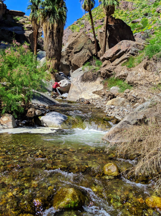Chris Taylor hiking in Oasis stream at Fork Falls Indian Canyons Palm Springs California
