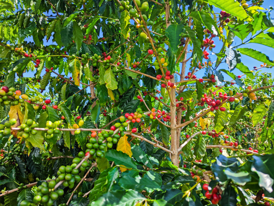 Coffee-Cherries-at-Kau-Coffee-Mill-Kona-Coffee-Plantation-South-Shore-Big-Island-Hawaii-4.jpg