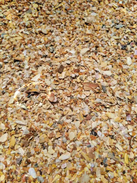 Collecting Shark Teeth at Mickler's Landing Beach Ponte Vedra St Augustine FL 4