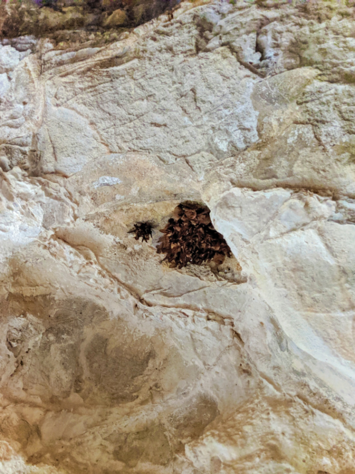 Colony of Townsend Big Eared Bats in Lewis and Clark Caverns State Park Montana 2