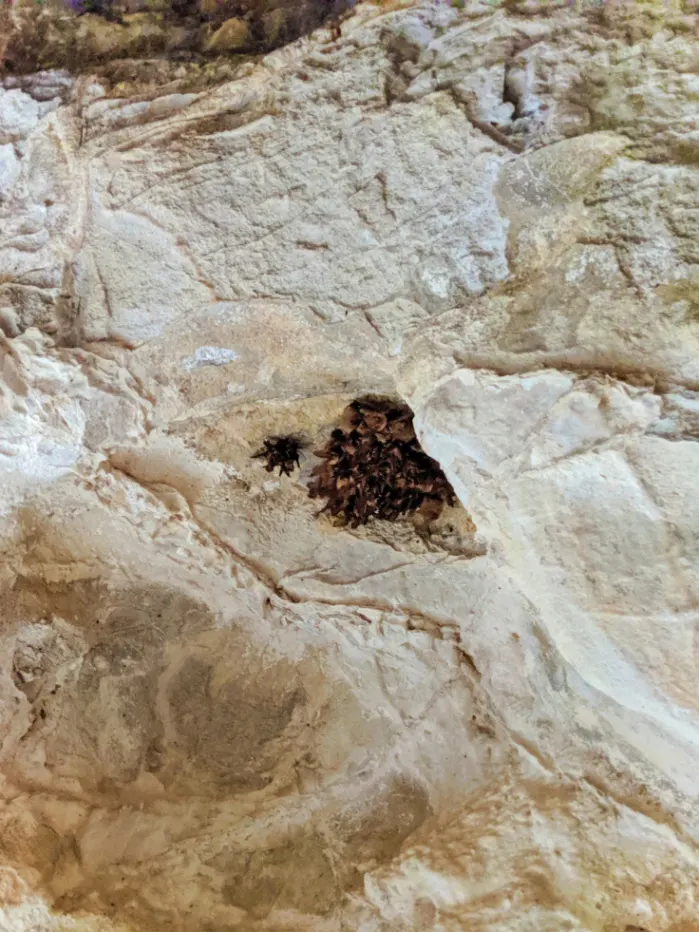 Colony of Townsend Big Eared Bats in Lewis and Clark Caverns State Park Montana 2
