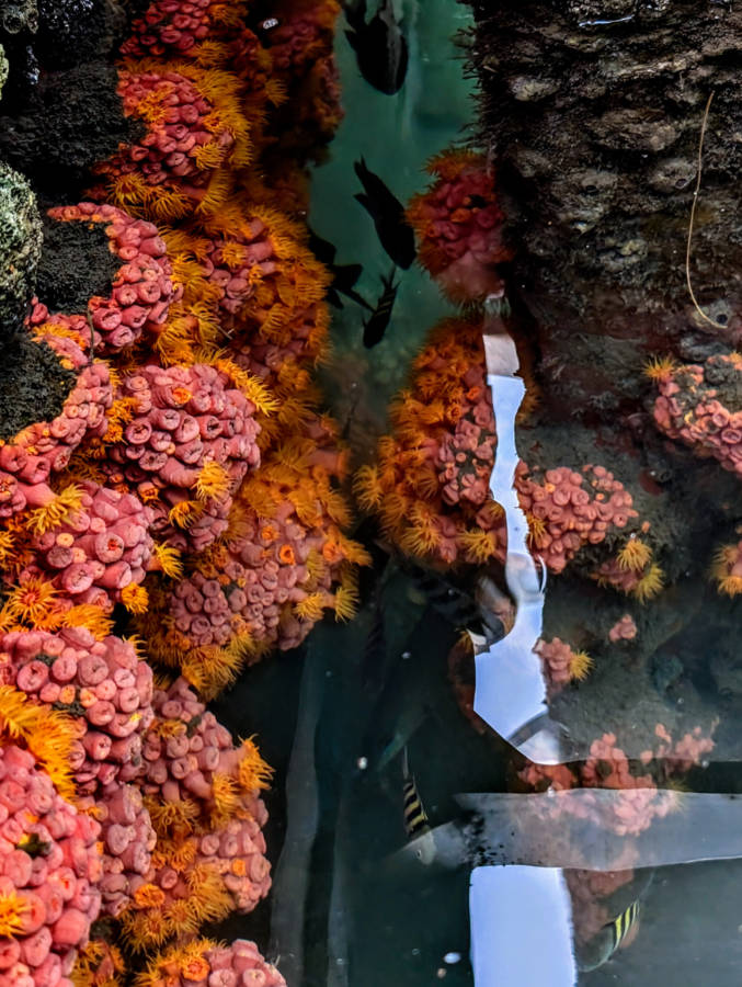 Colorful Anemones in Sailfish Marina Singer Island Riviera Beach Florida 1