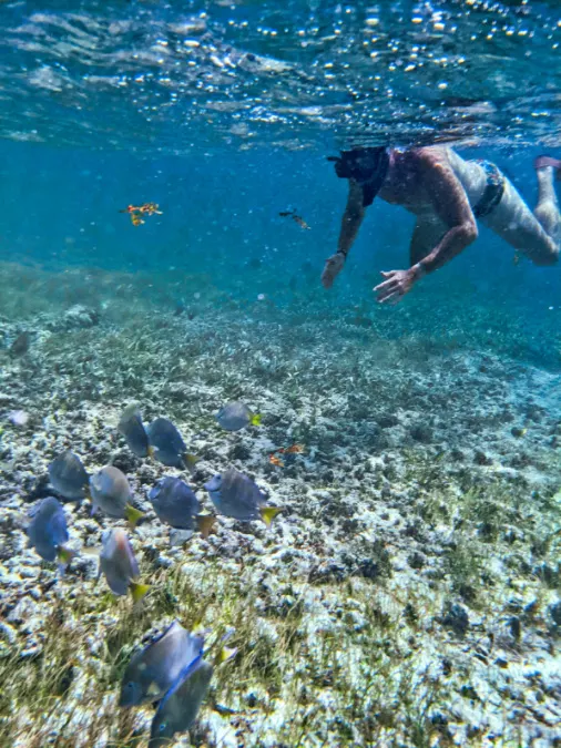 Colorful Fish Snorkeling at Beach at Club Med Punta Cana Dominican Republic 2