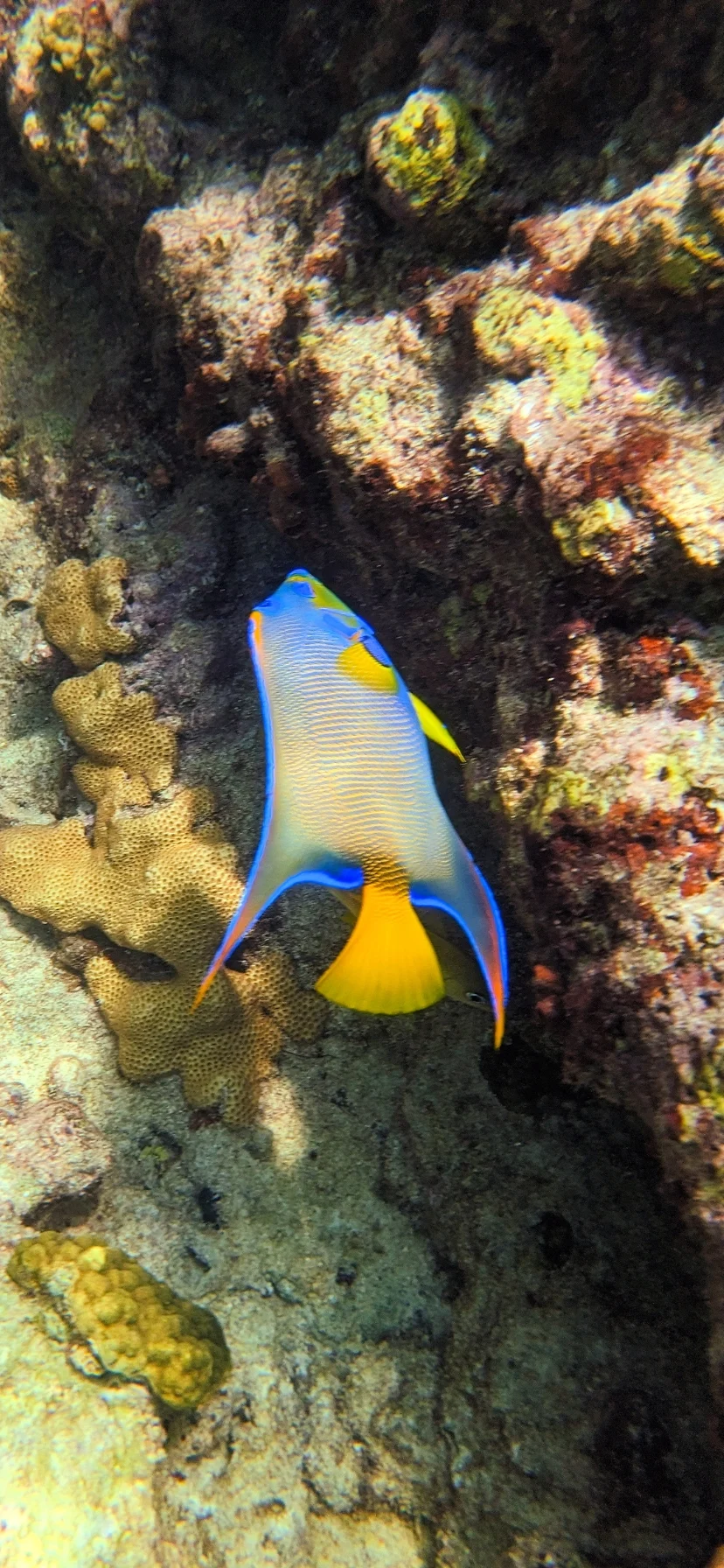 Colorful Fish on Reef in Florida Keys