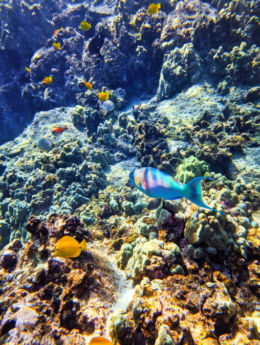 Colorful Parrot fish in Kealakekua Bay with Zodiac Tour Kona Coastline Tours Kailua Kona Big Island Hawaii 8