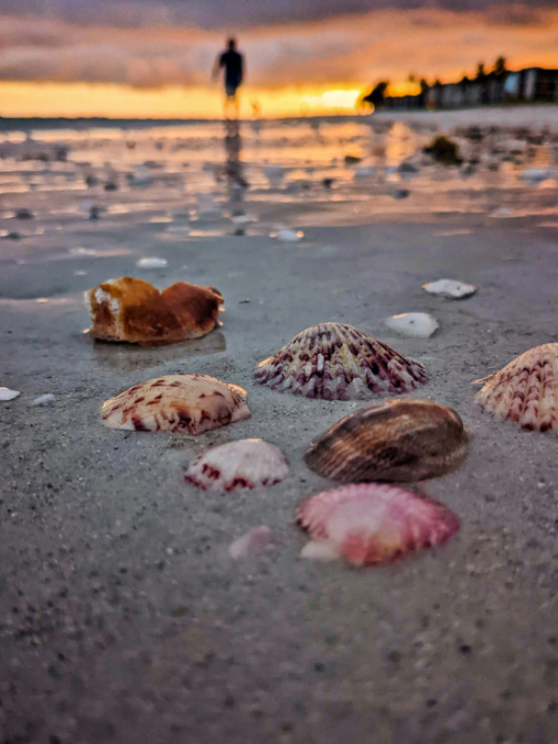 Colorful Seashells at Sunset on Sanibel Island Fort Myers Florida 1