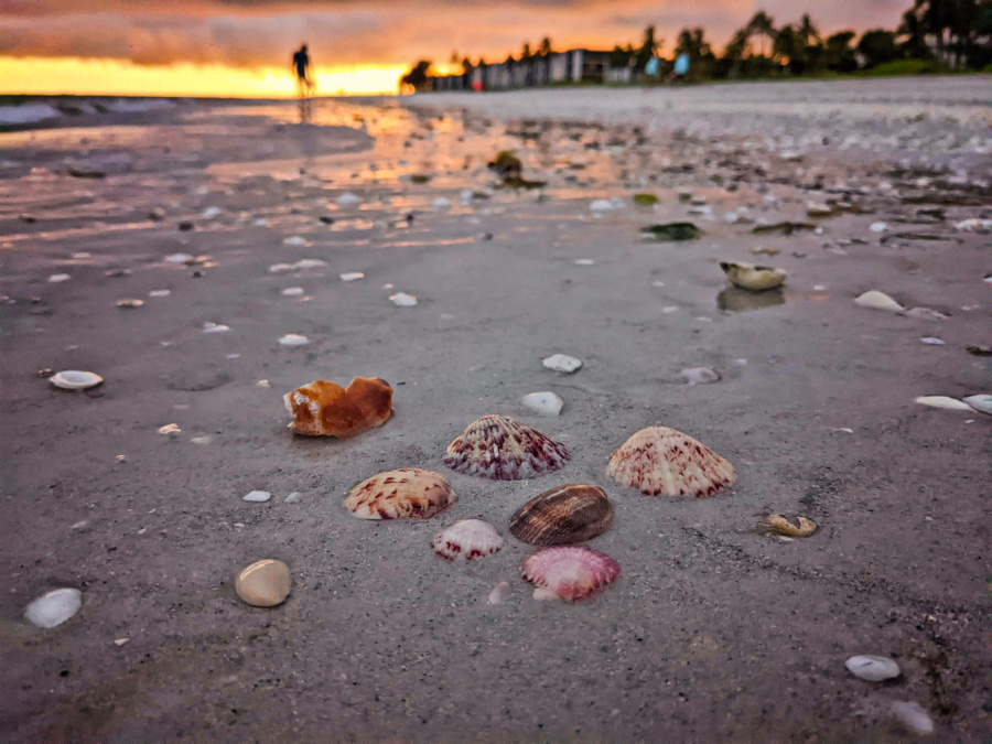 Colorful Seashells at Sunset on Sanibel Island Fort Myers Florida 2