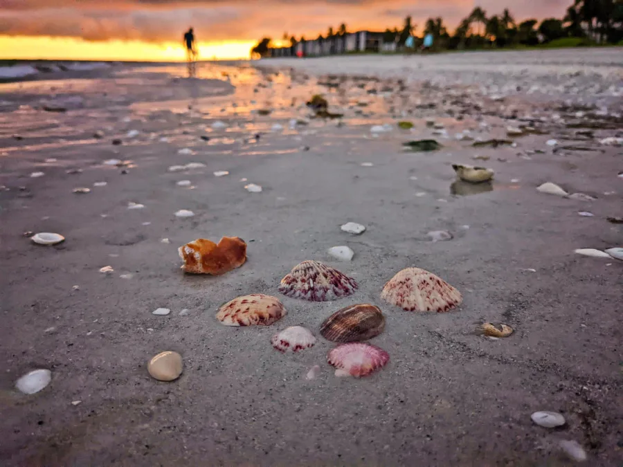 Colorful Seashells at Sunset on Sanibel Island Fort Myers Florida 2