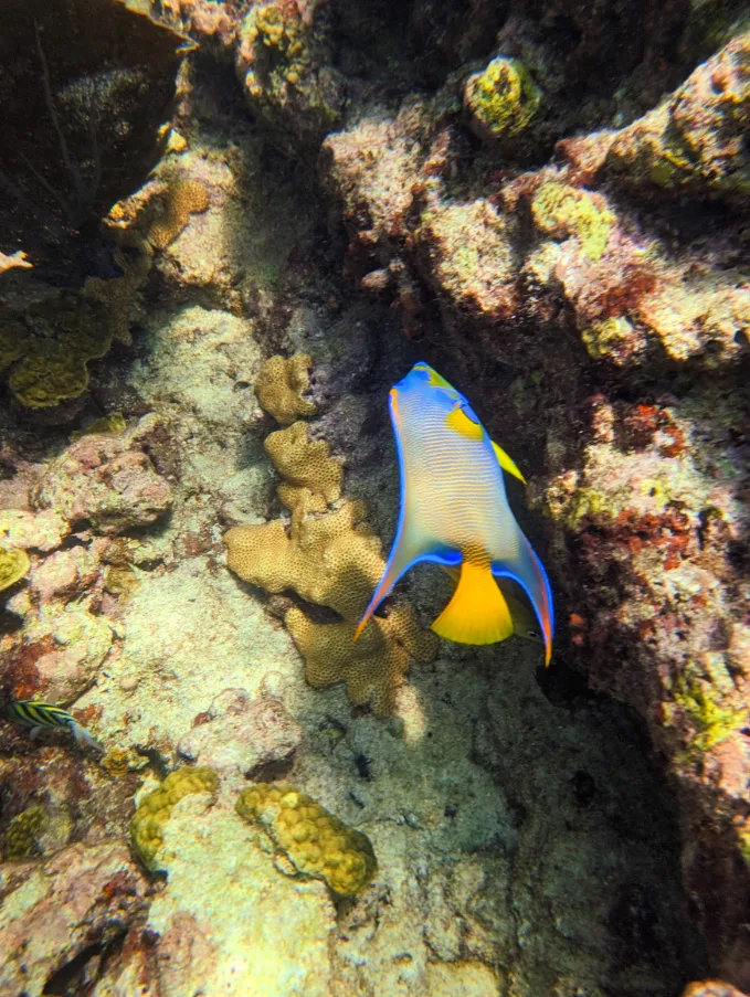 Colorful Tropical Fish at Sombrero Reef National Marine Sanctuary Marathon Florida Keys 2
