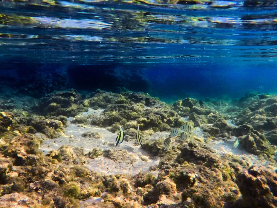 Colorful Fish Underwater North Shore Oahu