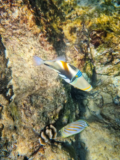 Colorful humuhumunukunukuapuaa at Waialea Bay Hapuna Beach State Recreation Area Kona Big Island Hawaii 1