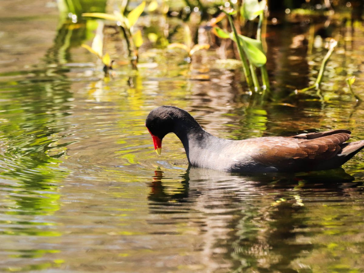 Common Gallinule at Edward Ball Wakulla Springs State Park Tallahassee Florida 1