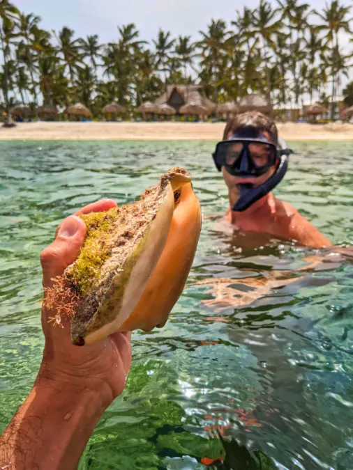 Conch while Snorkeling at Beach at Club Med Punta Cana Dominican Republic 2