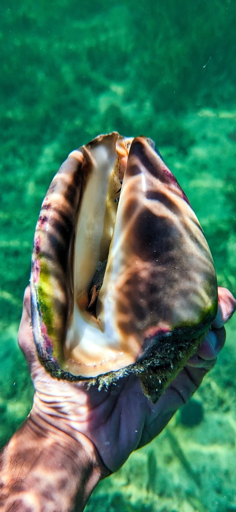 Conch while Snorkeling in Key West