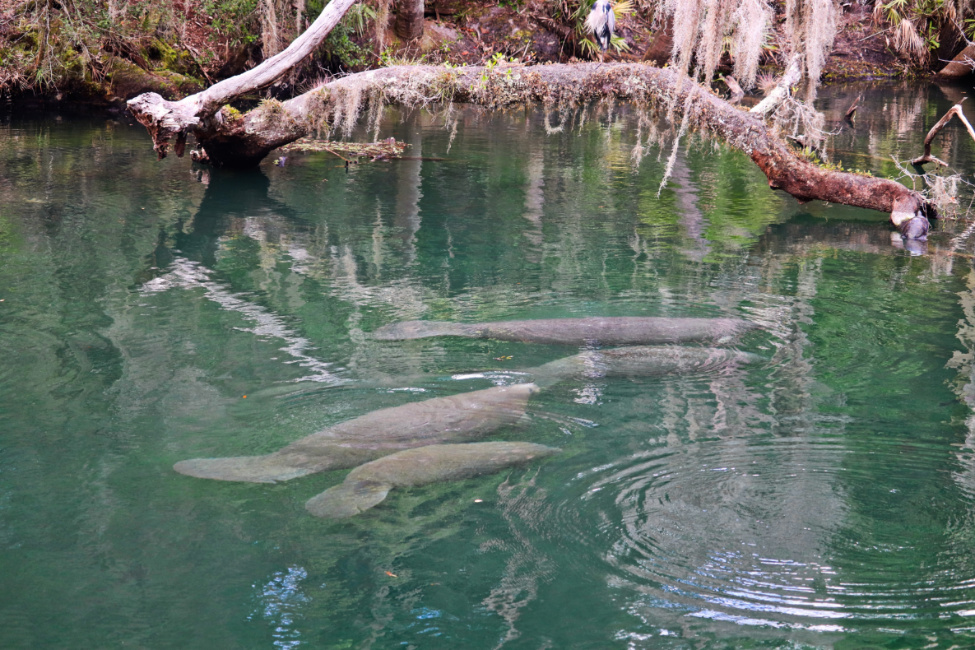 Conglomeration of Manatees at Blue Spring State Park Florida 2