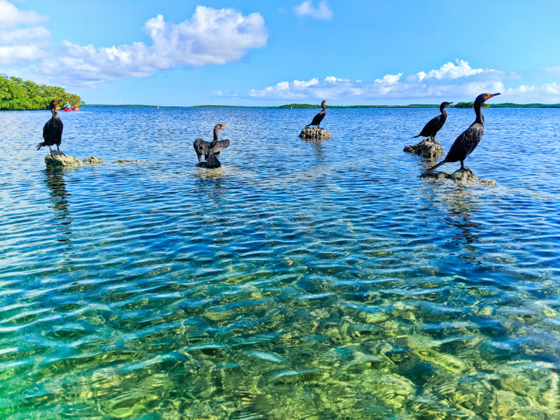 Cormorants at John Pennekamp Coral Reef State Park Key Largo Florida Keys 2020 3