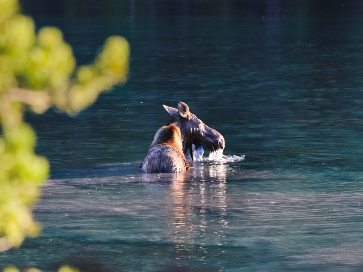 Cow Moose in Fishercap Lake at Many Glacier in Glacier National Park Montana 21