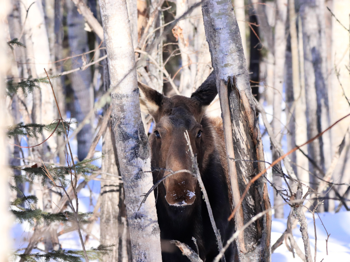 Cow Moose in the Snow while snowmobiling in North Pole Alaska 1