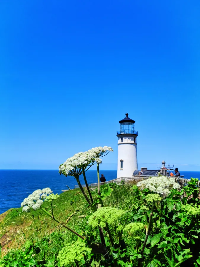 Cow Parsnip at North Head lighthouse trail Cape Disappointment State Park Ilwaco Washington 1