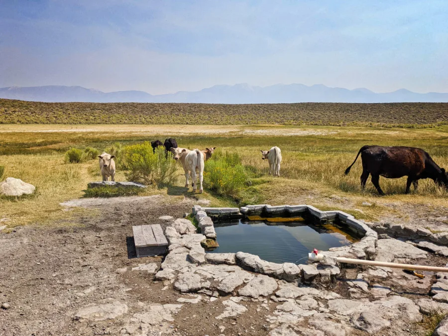 Cows at Shepherd Hot Springs Geological Site Mammoth Lakes California 1