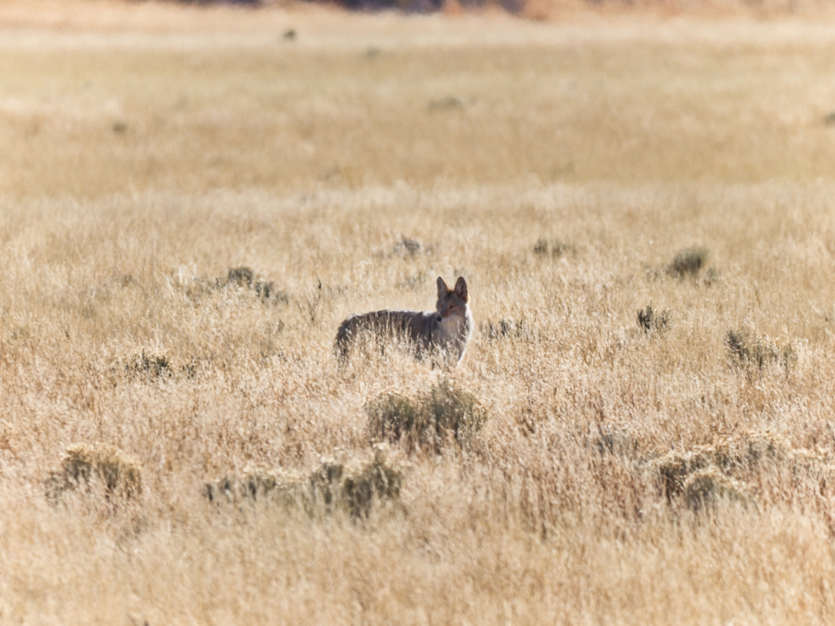 Coyote at Wupatki National Monument Arizona 1