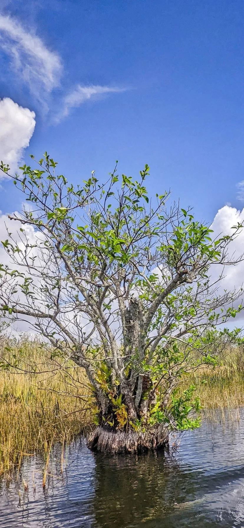 Creek Apple in Swamp at Everglades National Park Florida