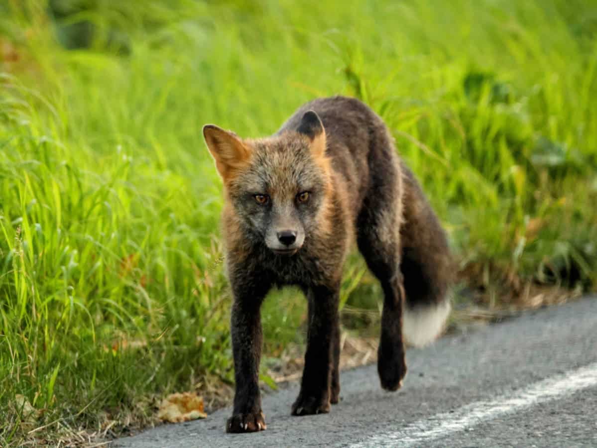 Cross Fox on Chiniak Highway Kodiak Alaska 1