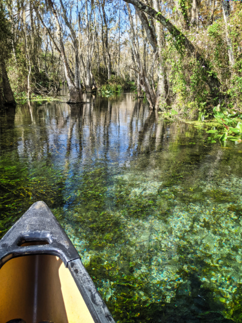 Crystal Clear Water while Canoeing at Silver Springs State Park Ocala Florida 1
