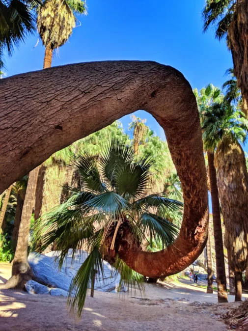 Curved palm at Indian Canyons at Aguas Calientes Palm Springs 2