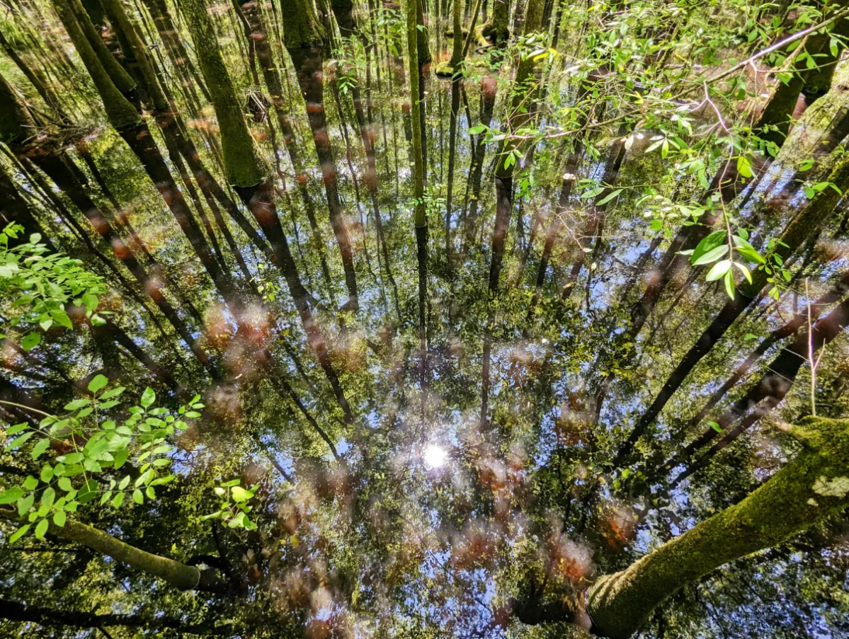 Cypress Swamp Reflections from Boardwalk in Congaree National Park South Carolina 1