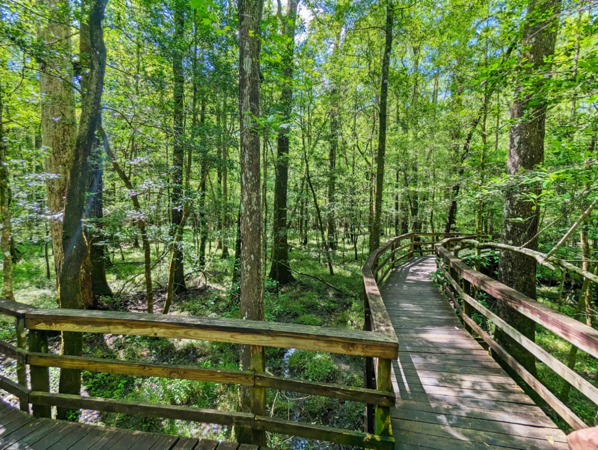Cypress Swamp from Boardwalk in Congaree National Park South Carolina 2