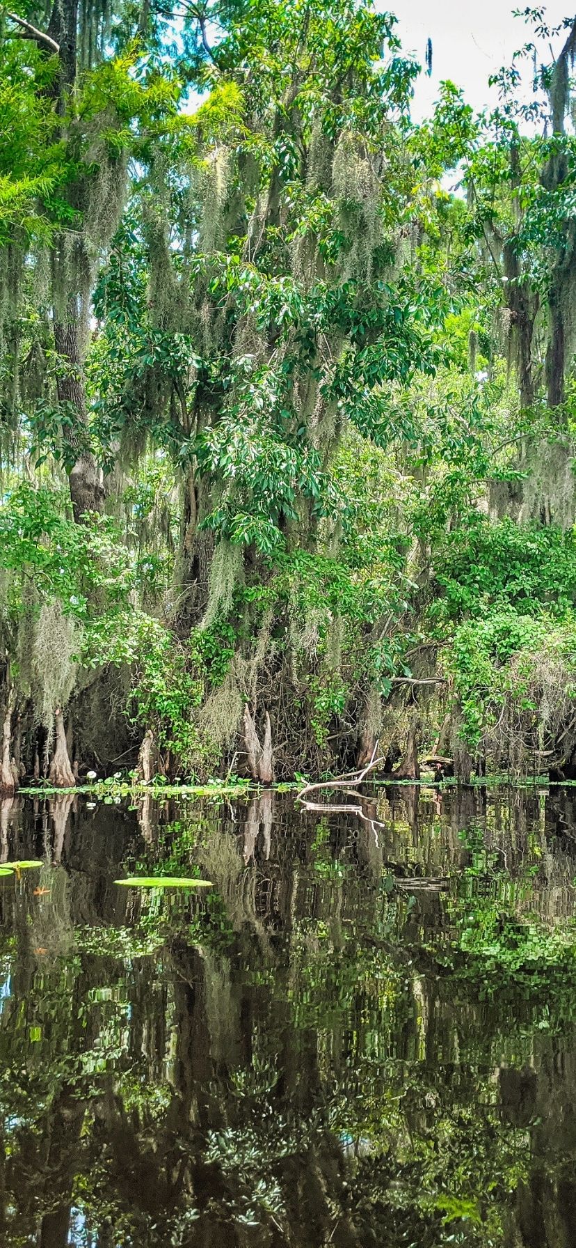 Cypress Trees at Blue Spring State Park Florida