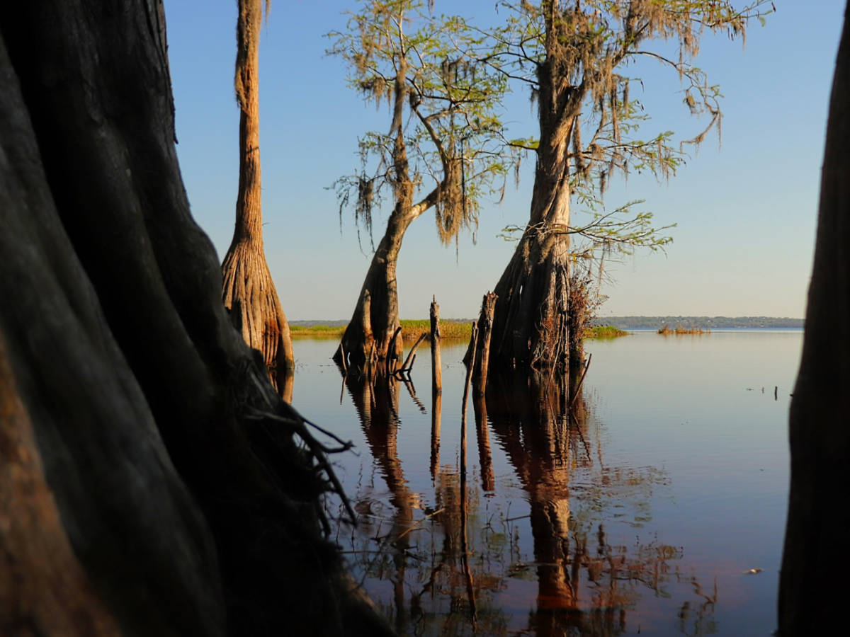 Cypress Trees at Lake Louisa State Park Clermont Florida 2