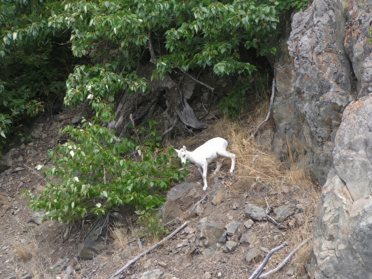 Dall Sheep on Cliff in Kenai Fjords National Park Alaska 1