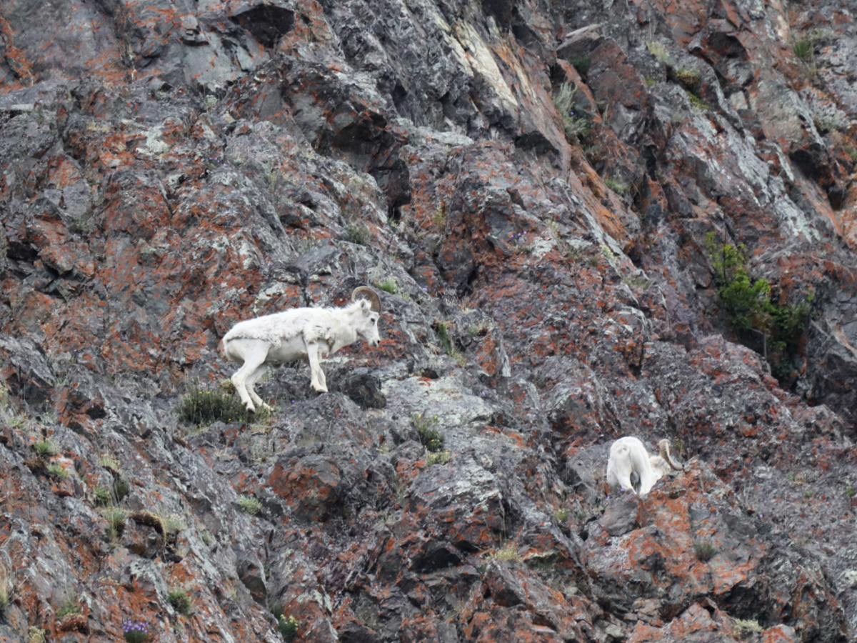 Dall Sheep on Cliff on Turnagain Arm Anchorage Alaska 1