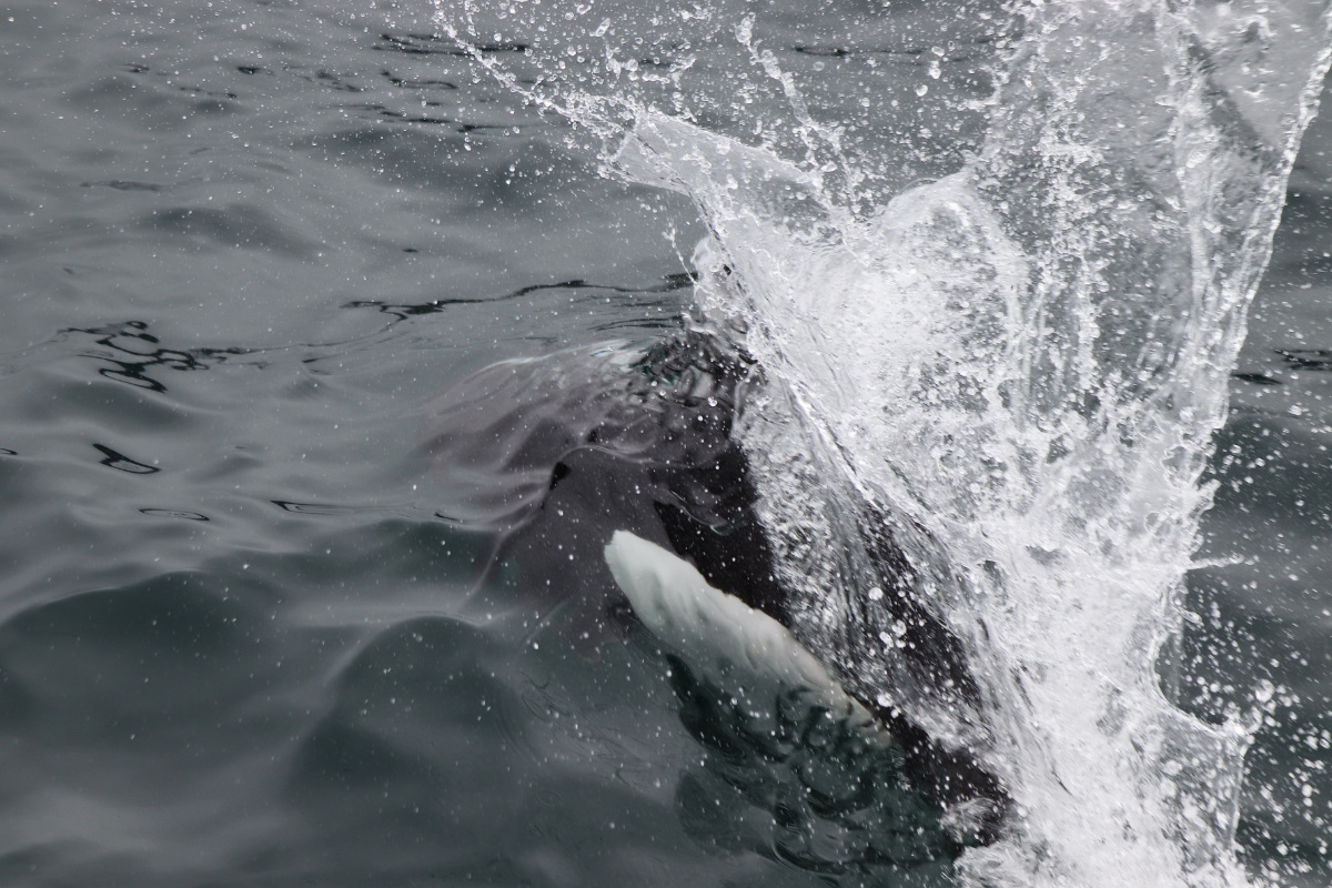 Dalls Porpoise in Kenai Fjords National Park Alaska 1