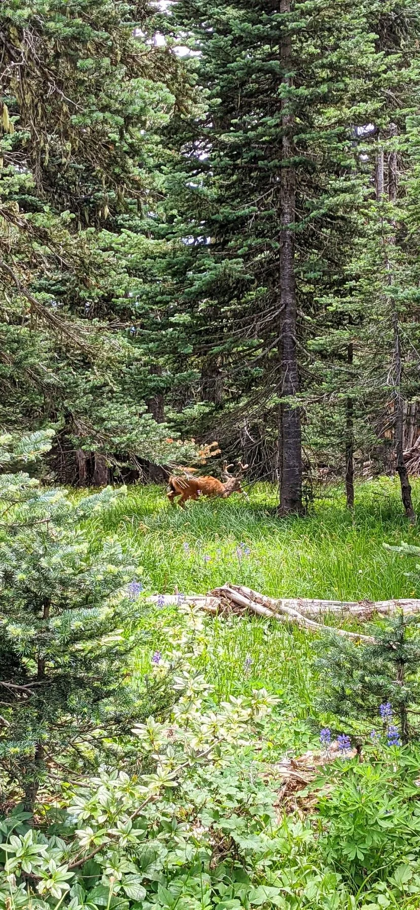 Deer in Forest at Hurricane Ridge Olympic National Park