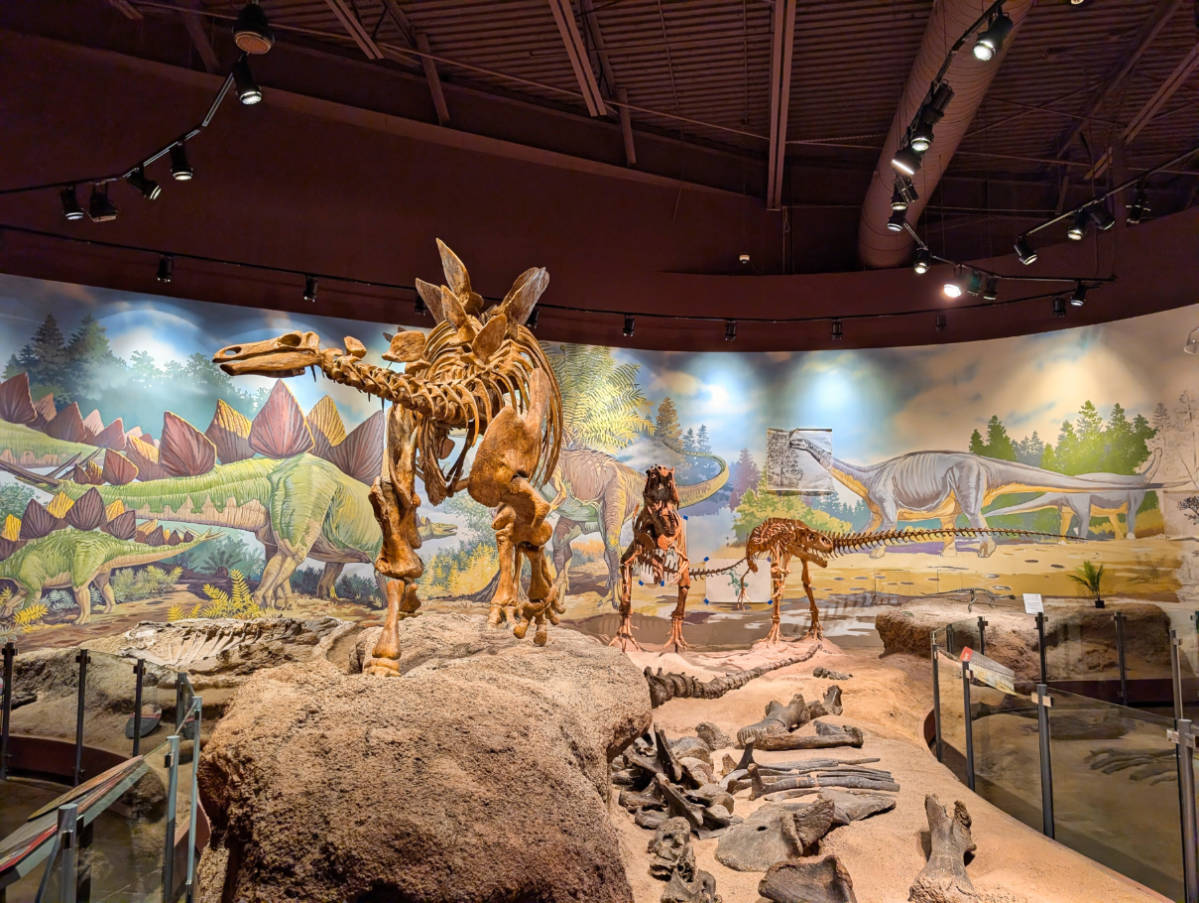 Dinosaur Skeletons in Field House Museum State Park in Vernal Utah 1