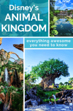 Disney's Animal Kingdom itinerary: one day plan and tips for dining, best safari times, guide to Pandora and which shows are best to save time and cool off. #Disney #disneyworld #animalkingdom #travel #itinerary
