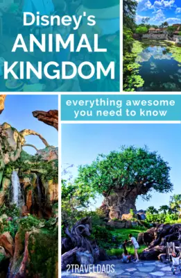 Disney's Animal Kingdom itinerary: one day plan and tips for dining, best safari times, guide to Pandora and which shows are best to save time and cool off. #Disney #disneyworld #animalkingdom #travel #itinerary